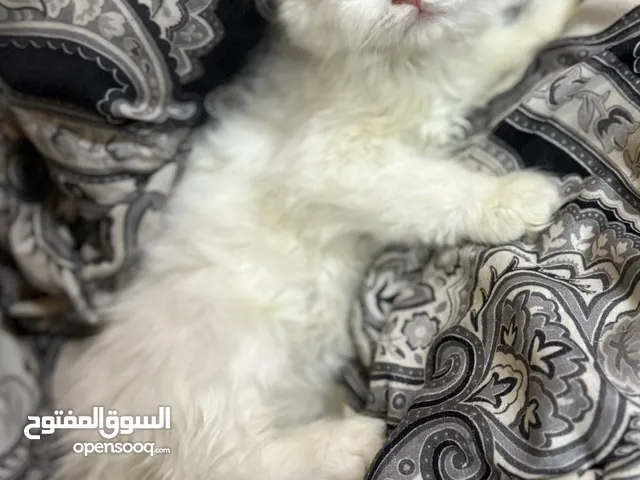 قطه شيرازي