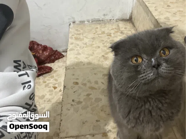 قط سكوتش فولد للبيع