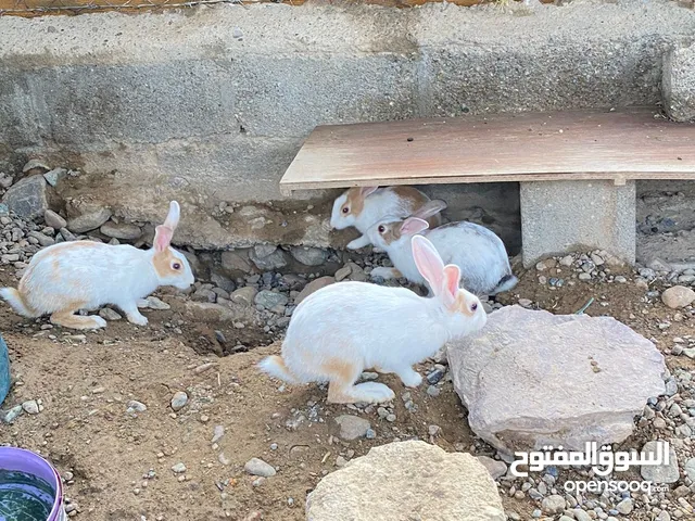 للبيع ارنب عماني