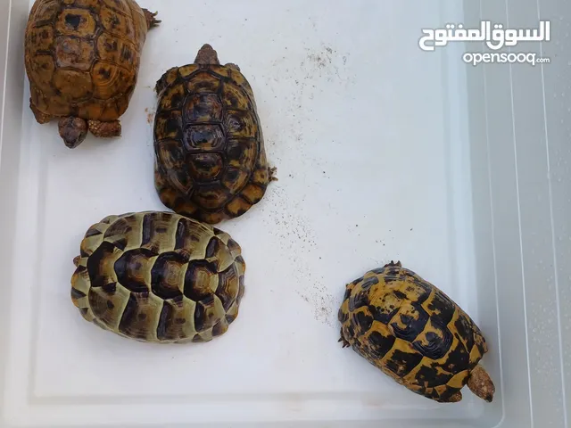 4 سلاحف بريه يونانيه