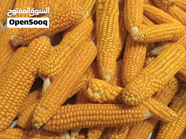 متوفر زريعت سبول