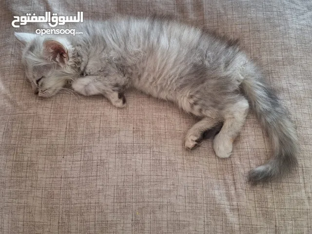 قطط صغيره للبيع