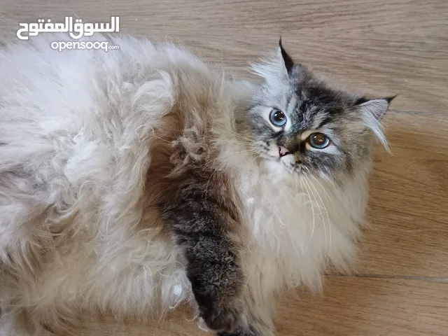 قط ذكر هملايا مكس للبيع – معقم ومطعم + مع ليتر بوكس مغلق كبير.