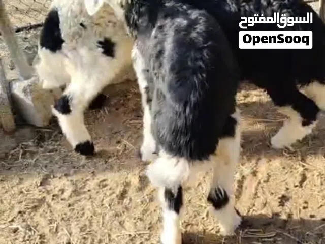 ذبايح حملان للبيع