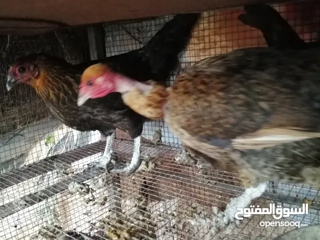 بسم الله الرحمن الرحيم متوفر دجاج مشكل نخب إقراء الوصف
