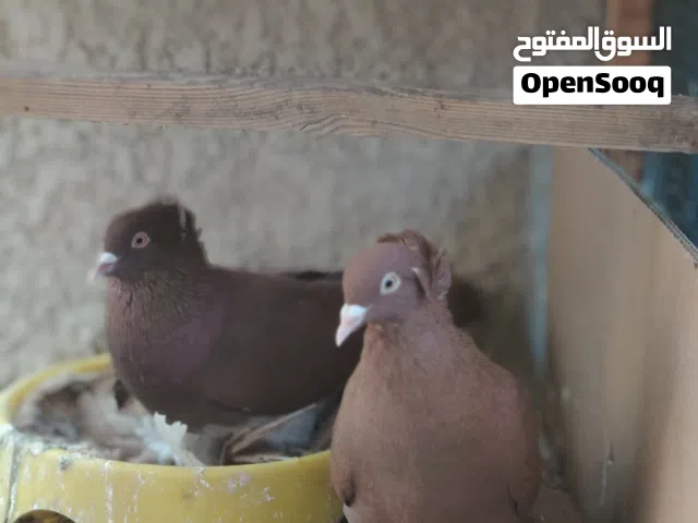 حمام زينه نفاخ ورواعب كلش نضيف للبيع