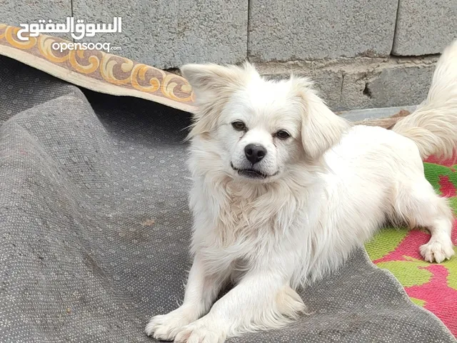 كلاب زينه نثيه وفحل
