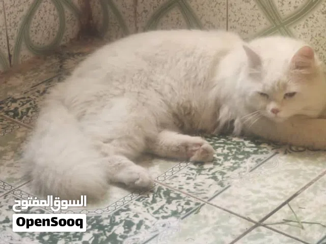 قطه جميلة جدا