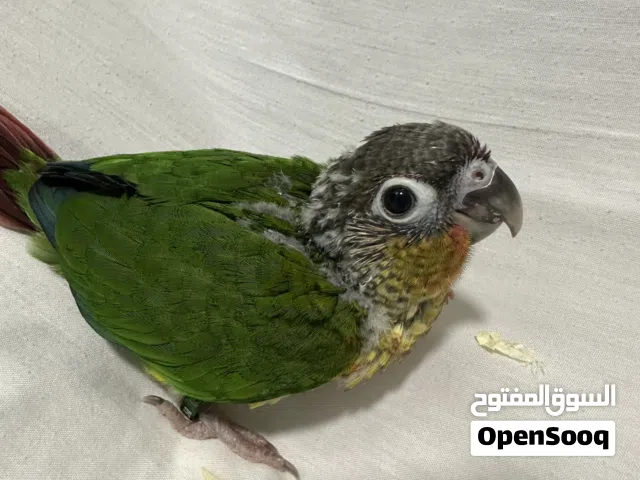 فرخ يلو سايد رد فاكتور كنيور