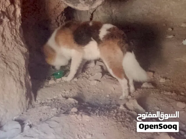 كلب ذكر الاب قوقازي الام جيرمن بيور كلب عمر اربع شهور ضخم السعر قابل للتفاوض