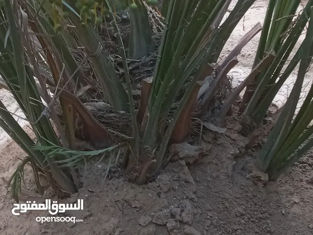 فسائل برحي