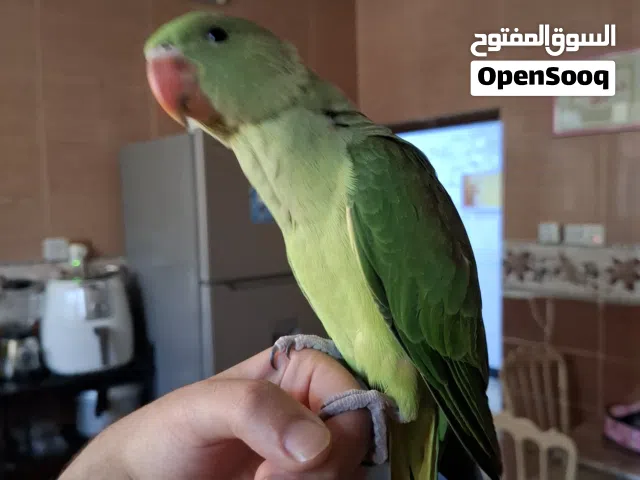 ببغاء نيبالي هجين نادر اليف عمر 4 اشهر