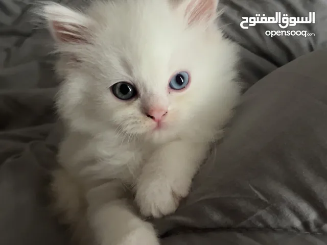 3 Baby kittens available