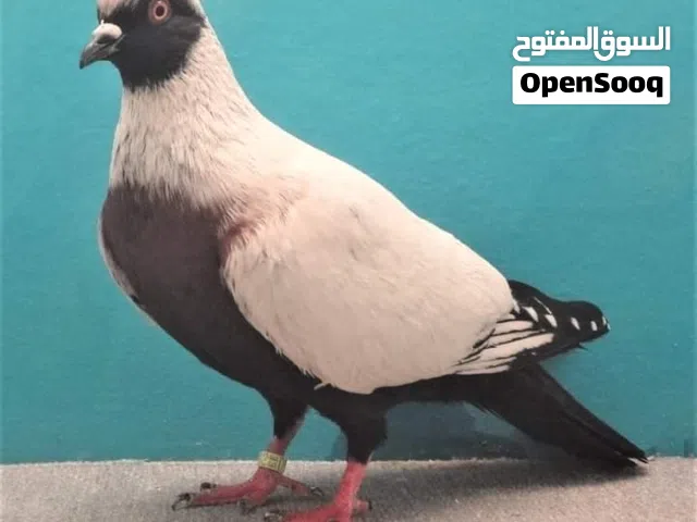 مطلوب نسيم اليل