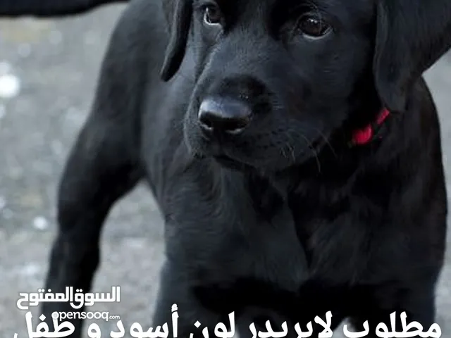 مطلوب لابريدر لون أسود و طفل شهر او 2 او 3