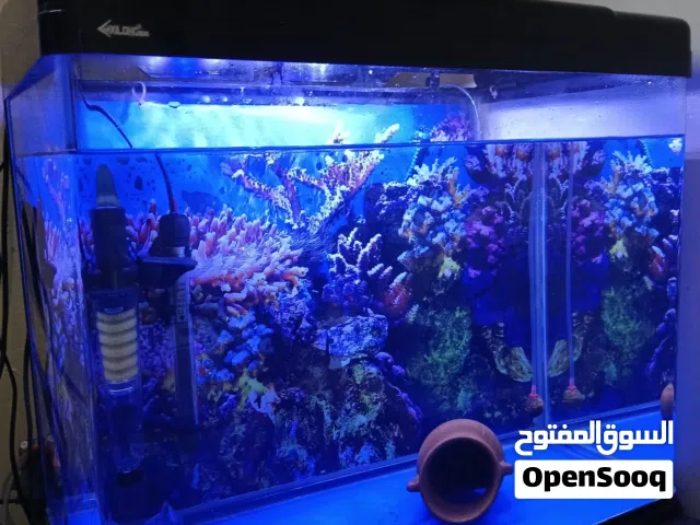 Fish Tank with fish
