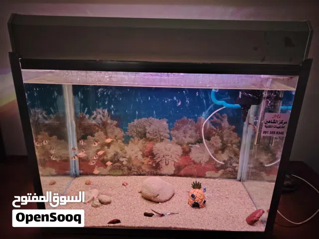 حوض سمك بالاسماك