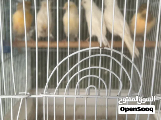 للبيع طيور زبيره ازواج وكناري