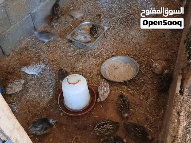 السلام عليكم متوفر سمان يدحي عدد35طرف جمله للبيع