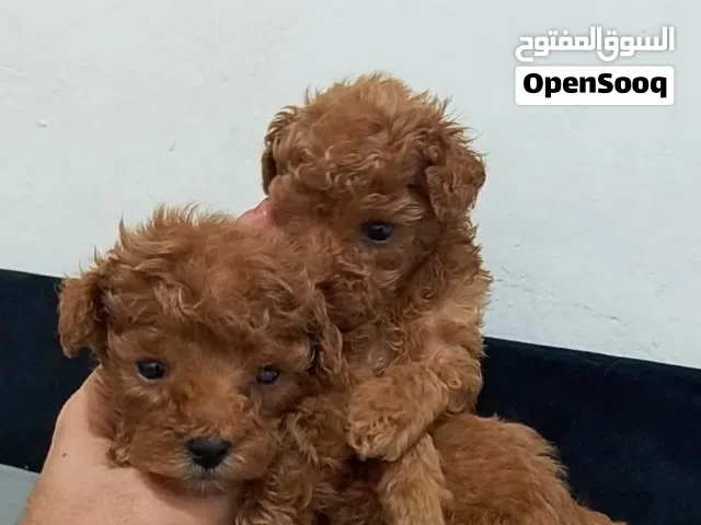 للحجز جرو ميني توي بودل