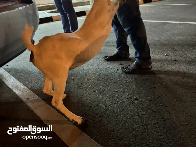 مطلوب اغنام