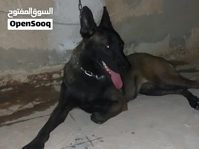 نتايا ملينوا ربي يبارك للبيع (اقراء الوصف)