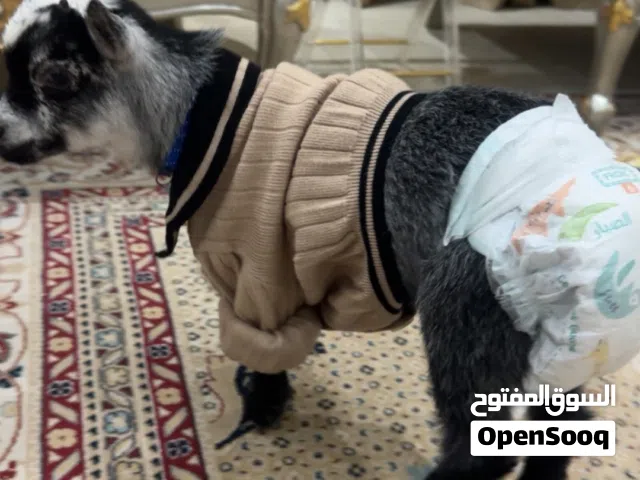 Pick me goat تيس قزم