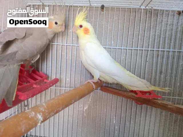 جوز كوكتيل تحته بيض