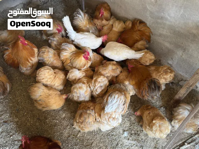 صوص كوشن عمر اسبوع سعر 5دنانير