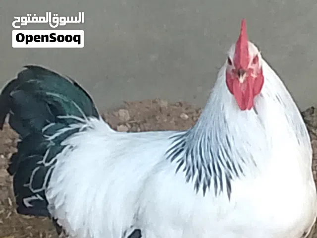 دجاج (سوسكس)بي150