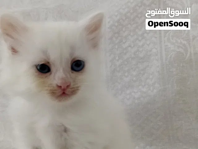 قطة شيرازي للبيع