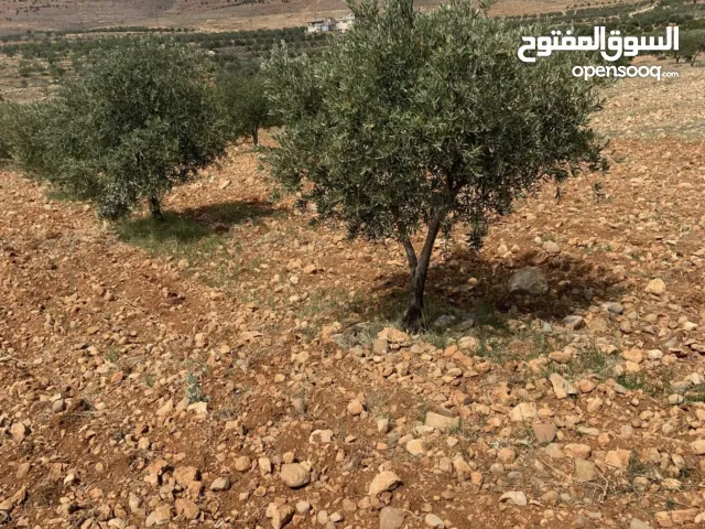 Farm Land for Sale in Rif Dimashq Beqaasem