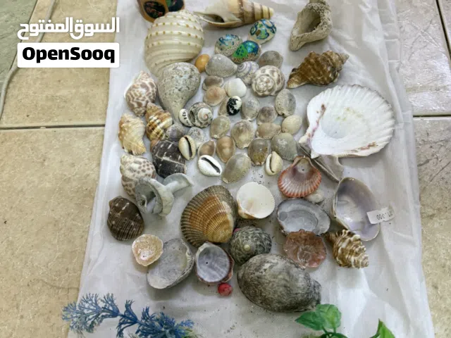 حوض سماك حجم كبير