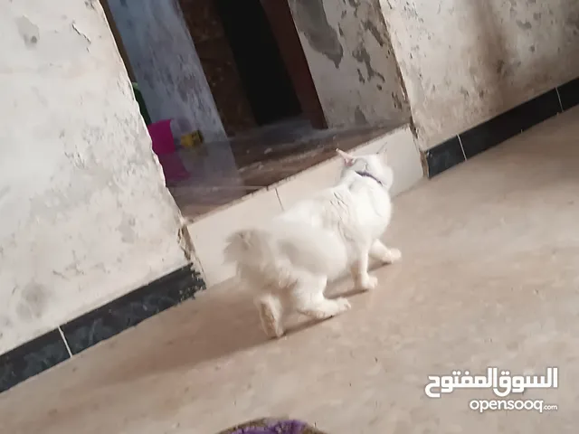 العمر من 6اشهر 7 انثى طبعا