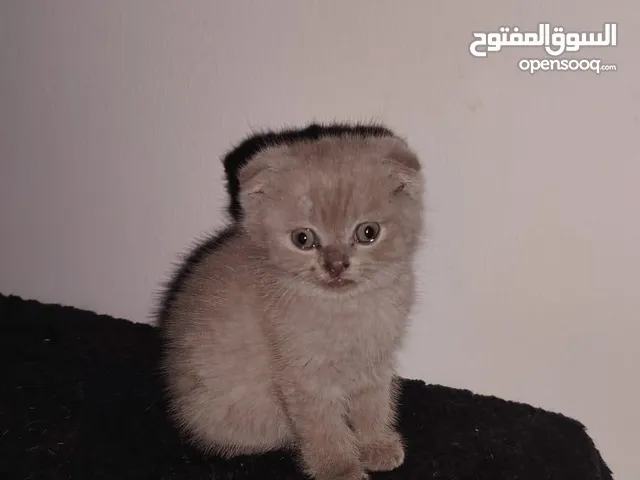 كيتن للبيع اعمارهم شهر ونص سكوتش فولد درجه عاليه سته خمس صفر ثلاث ثلاث اربع اربع تسع kitten for scot