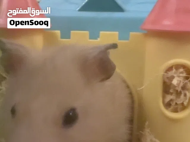 هامستر سوري (شامي )