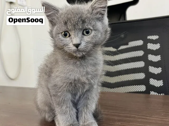قط بريتش شورت هير للبيع