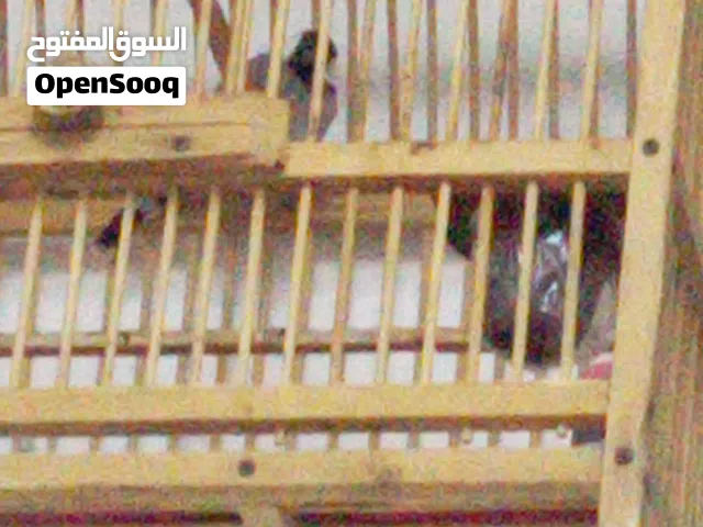 بلبل مال ابو الخصيب صيد البيع