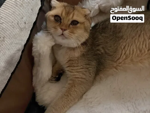 قط سكوتش قولد N25 للبيع