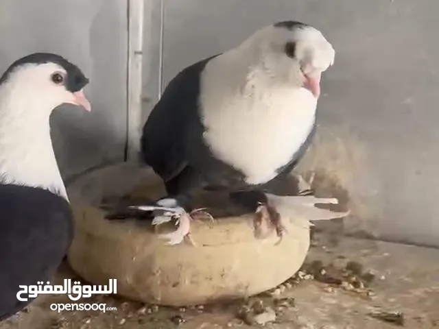 اجواز للبيع شغالات وصلاه النبي مدينة الزرقا اقرا الوصف