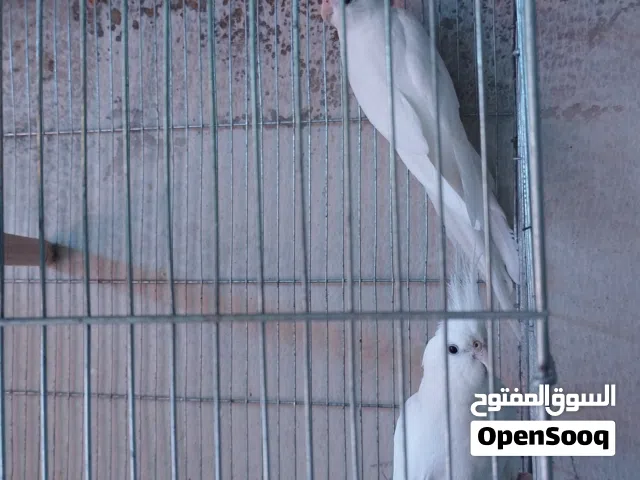 جوزين البيمو حبشي شغالات صحة ونظافة مية بالمية