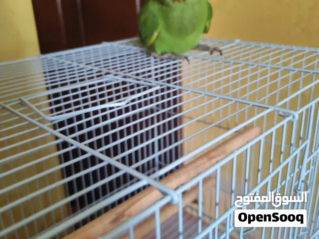 بغبغاء دره هندي عمره 3 شهور أليف إذا تجلس معه نص ساعه يحبك