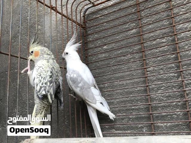 كوكتيل اليفات