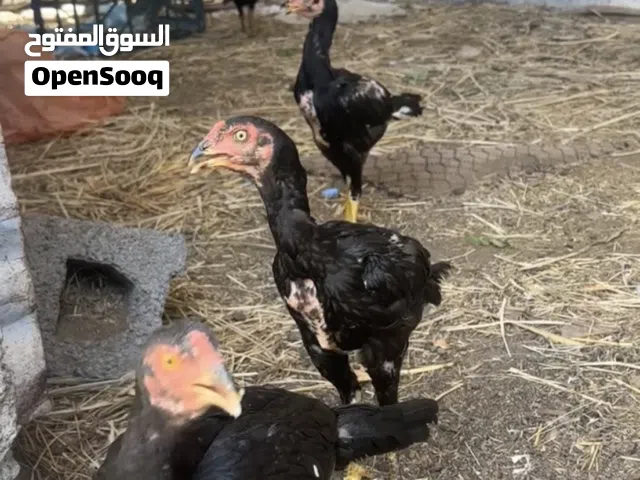 بتشوات 7فيهن دجاج وفيهن ديكه الصحه 100 100