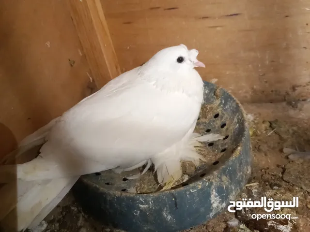 كوبيتين شرشالي مصوقرات الكوبية الاول شوشة وجمه والتانية الذكر شوشة وجمه والانتية جمة بس