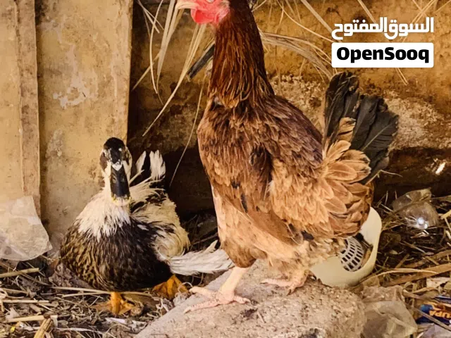 دجاجه وديج حلوات خشنات سعرهن 35 الف مكاني بصره شط ألعرب الكباسي