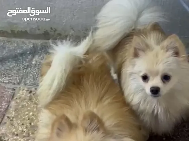 سوبر مني بو البيع 3 انتثئ وفحل