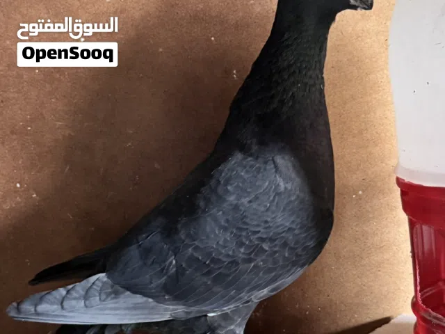 طيره هومر الماني