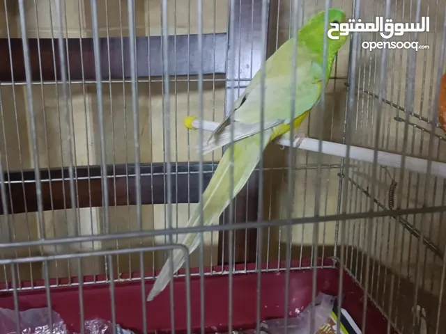 رد رام زوج طفرات مميزه
