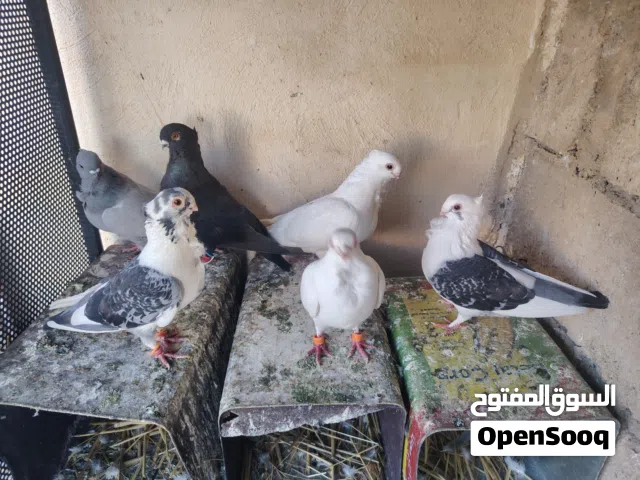 ثلاثة جواز للبيع